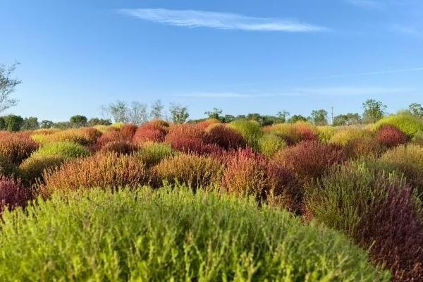 花開海上生態(tài)園最佳觀賞時間2024 花開海上生態(tài)園最佳觀賞時間2024