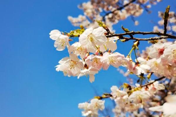 2024上海櫻花節(jié)門票多少錢 上海櫻花節(jié)攻略 2024上海櫻花節(jié)門票多少錢 上海櫻花節(jié)攻略