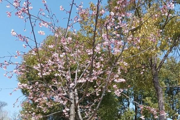 2024上海櫻花節(jié)門票多少錢 上海櫻花節(jié)攻略 2024上海櫻花節(jié)門票多少錢 上海櫻花節(jié)攻略