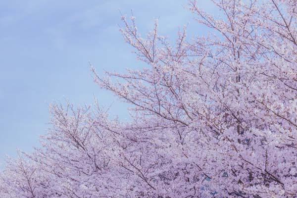 2024無(wú)錫黿頭渚賞櫻花攻略 附最佳時(shí)間及賞櫻路線 2024無(wú)錫黿頭渚賞櫻花攻略 附最佳時(shí)間及賞櫻路線