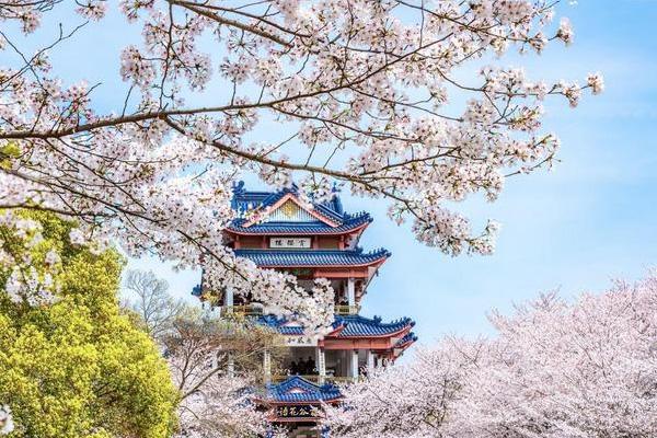 2024無錫黿頭渚櫻花什么時候最好看 黿頭渚櫻花最佳觀賞期 2024無錫黿頭渚櫻花什么時候最好看 黿頭渚櫻花最佳觀賞期