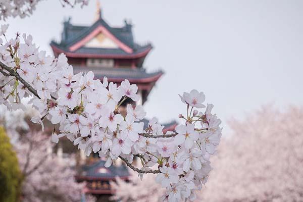 2024無(wú)錫黿頭渚賞櫻花攻略 附最佳時(shí)間及賞櫻路線 2024無(wú)錫黿頭渚賞櫻花攻略 附最佳時(shí)間及賞櫻路線