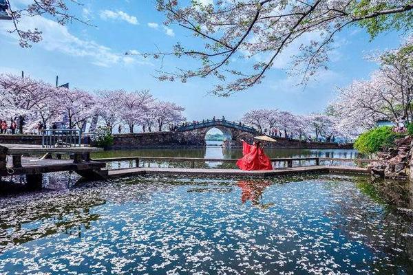 2024無錫黿頭渚櫻花什么時候最好看 黿頭渚櫻花最佳觀賞期 2024無錫黿頭渚櫻花什么時候最好看 黿頭渚櫻花最佳觀賞期