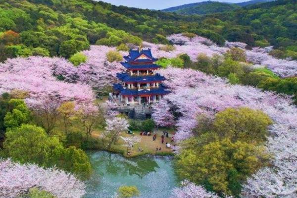 2024無錫黿頭渚櫻花什么時候最好看 黿頭渚櫻花最佳觀賞期 2024無錫黿頭渚櫻花什么時候最好看 黿頭渚櫻花最佳觀賞期