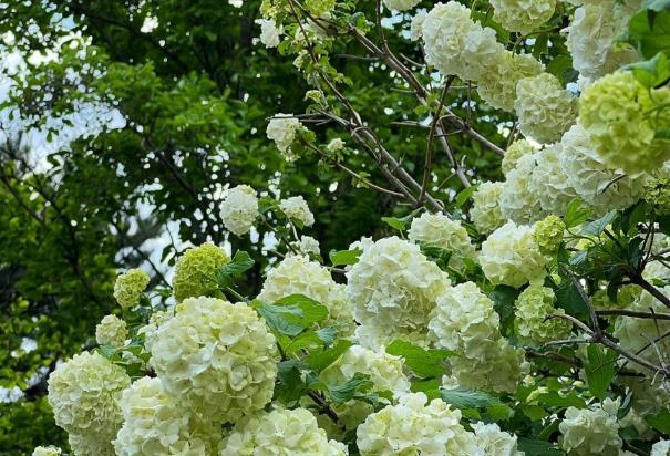 北京賞花時間一覽表2024 北京賞花時間一覽表2024