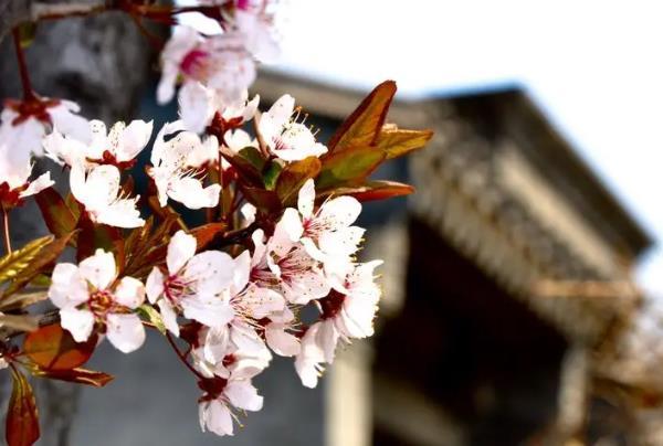 北京賞花時間一覽表2024 北京賞花時間一覽表2024