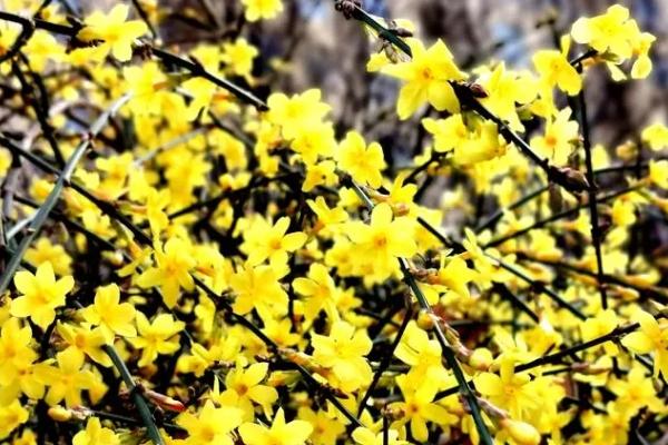 北京賞花時間一覽表2024 北京賞花時間一覽表2024