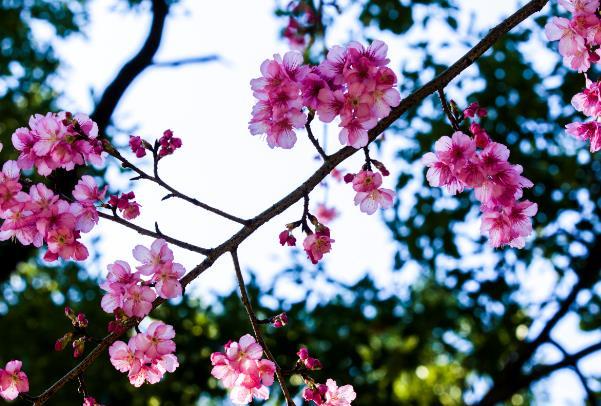 福州烏山賞花地點有哪些 福州烏山賞花地點有哪些