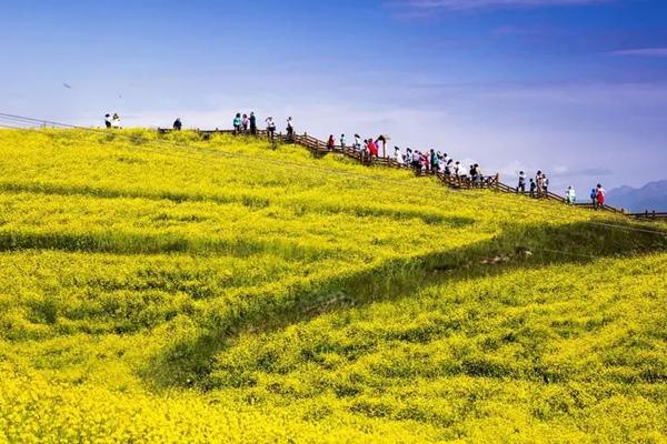 武功山油菜花開放時(shí)間2024 武功山油菜花開放時(shí)間2024
