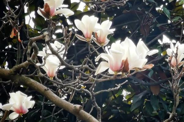 福州烏山賞花地點有哪些 福州烏山賞花地點有哪些