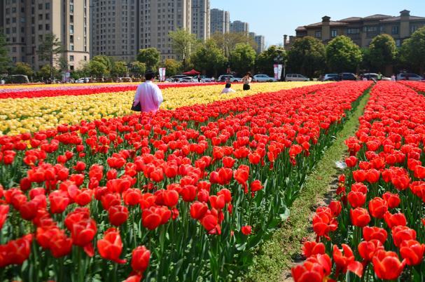 威海春天賞花的地方有哪些 威海春天賞花的地方有哪些