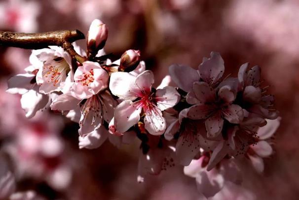 威海春天賞花的地方有哪些 威海春天賞花的地方有哪些