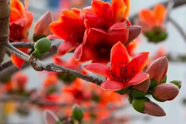 湛江賞花的地方有哪些 湛江賞花的地方有哪些