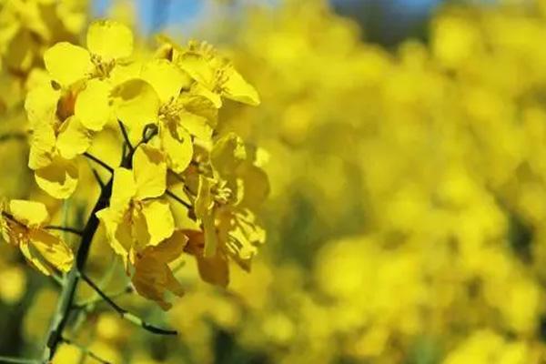 湛江賞花的地方有哪些 湛江賞花的地方有哪些