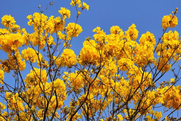 湛江賞花的地方有哪些 湛江賞花的地方有哪些