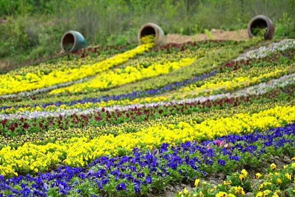 2024丹櫻生態(tài)園開放時間 2024丹櫻生態(tài)園開放時間