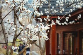 2024水長城桃花開了嗎？什么時候開？