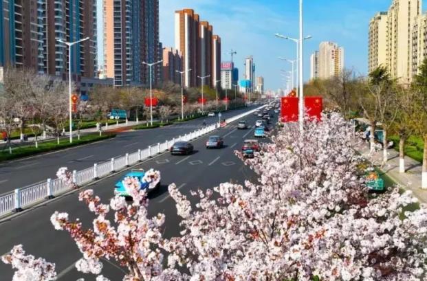 威海賞花路線怎么走 威海賞花路線怎么走