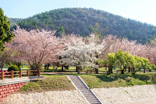 大連看櫻花的地方有哪些 大連看櫻花的地方有哪些