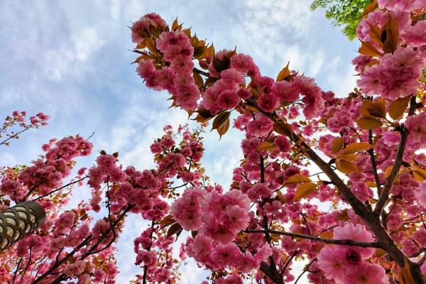 大連看櫻花的地方有哪些 大連看櫻花的地方有哪些