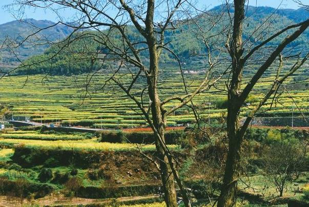 覆卮山油菜花什么時候開 覆卮山油菜花什么時候開