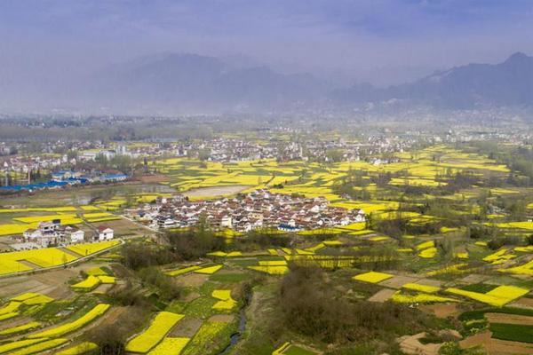 2024陜西漢中油菜花什么時候開 附賞花路線 2024陜西漢中油菜花什么時候開 附賞花路線