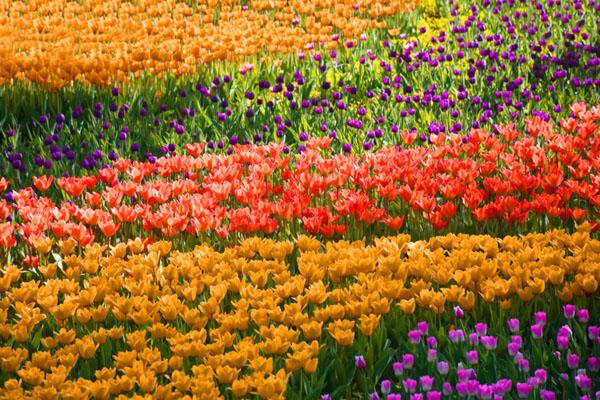 新津花舞人間游玩攻略 一日游攻略 新津花舞人間游玩攻略 一日游攻略