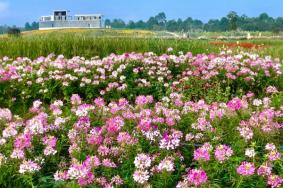 成都洛帶古鎮(zhèn)附近景點(diǎn)推薦