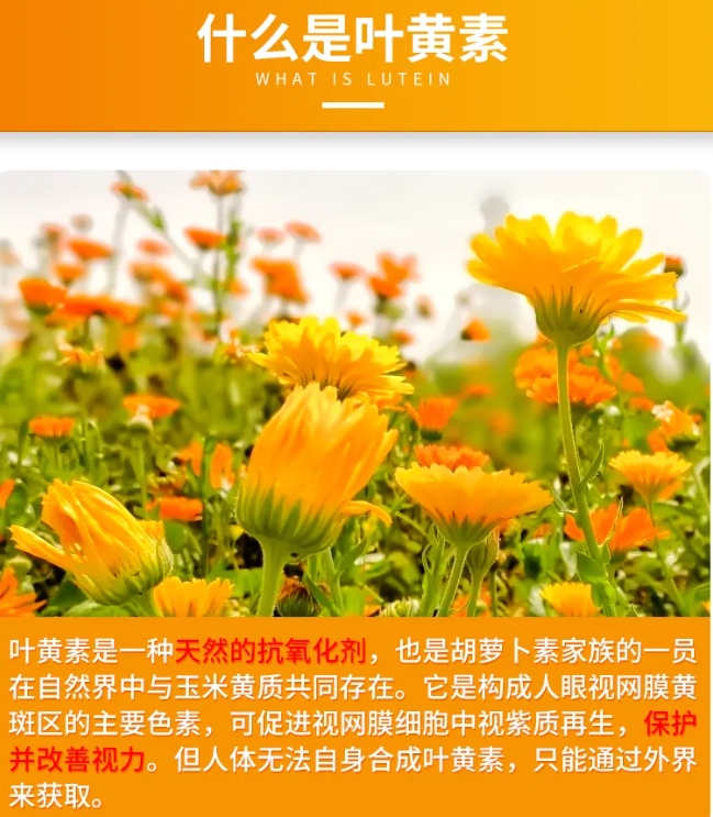 護眼指南:緩解眼疲勞葉黃素怎么挑選(圖2) 護眼指南:緩解眼疲勞葉黃素怎么挑選(圖2)