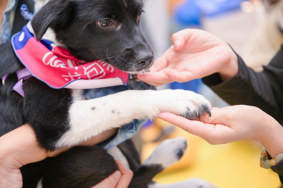 戴森發(fā)布《中國(guó)養(yǎng)寵家庭健康清潔電器白皮書》 助力構(gòu)建健康舒適的“寵愛家”(圖5) 戴森發(fā)布《中國(guó)養(yǎng)寵家庭健康清潔電器白皮書》 助力構(gòu)建健康舒適的“寵愛家”(圖5)